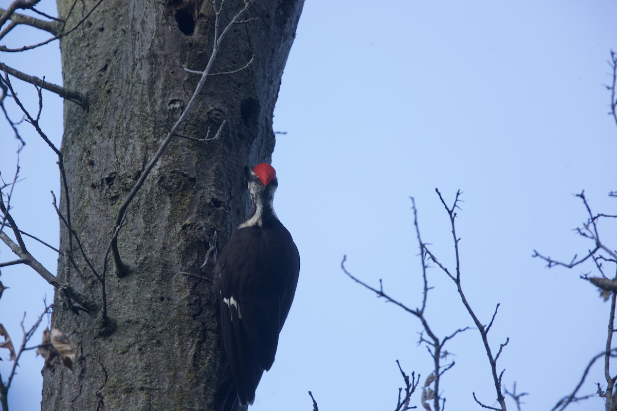 Pileated Woodpecker - ML621013993