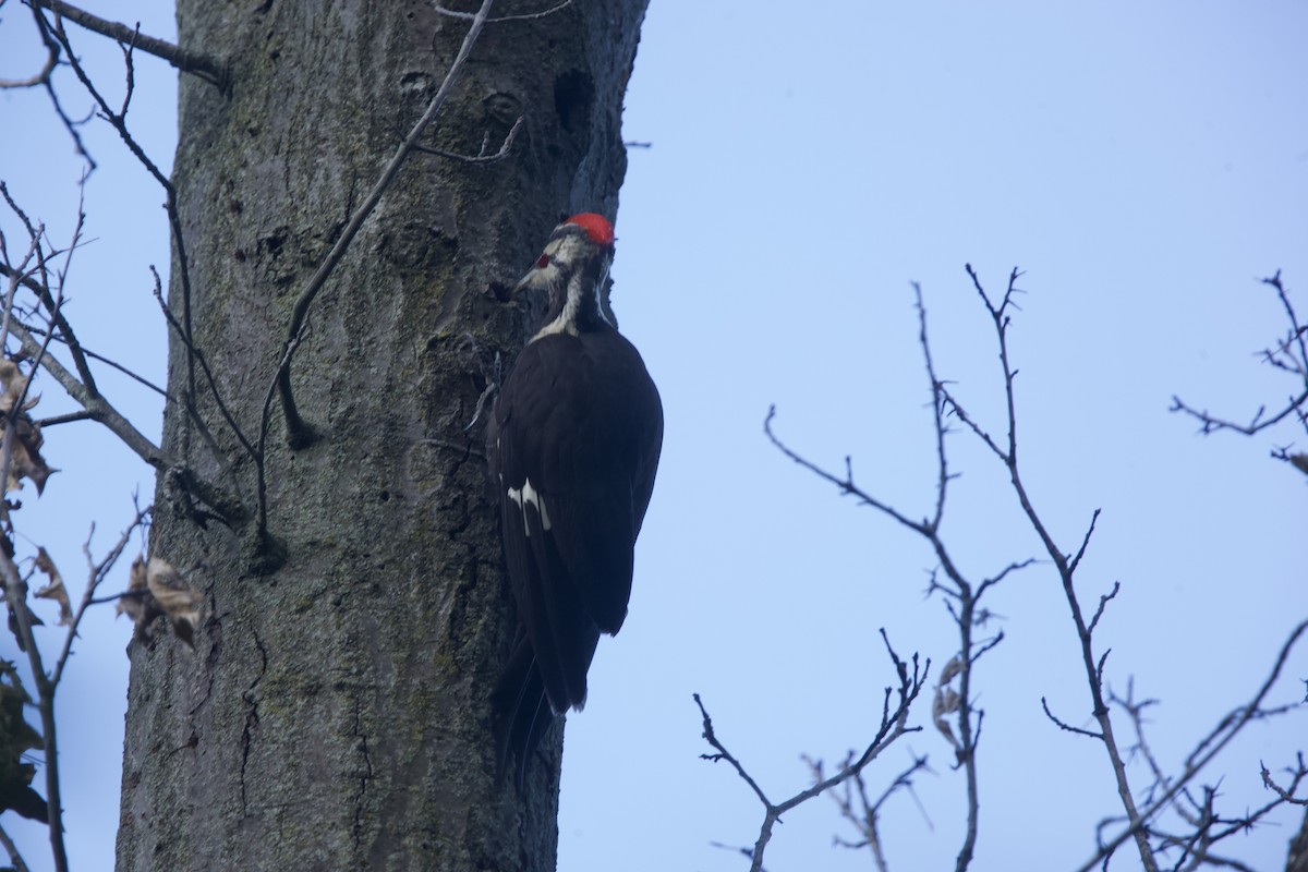 Pileated Woodpecker - ML621013994