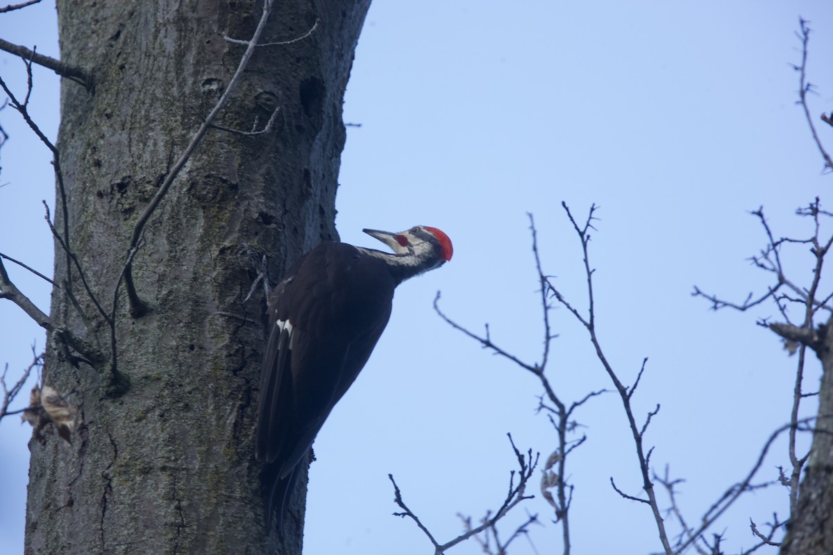 Pileated Woodpecker - ML621013995
