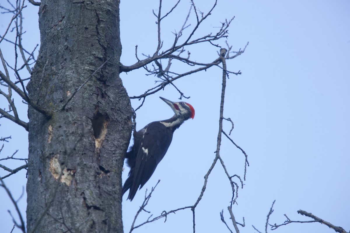 Pileated Woodpecker - ML621013996
