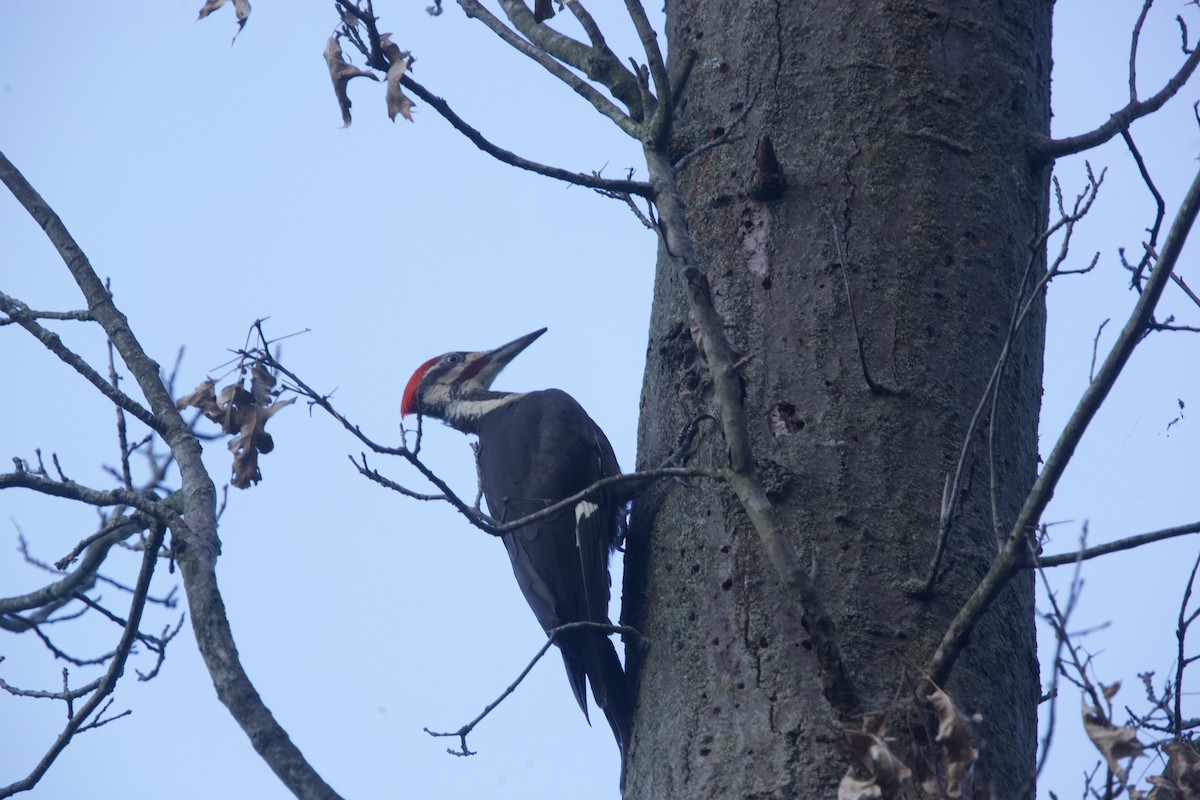 Pileated Woodpecker - ML621013997
