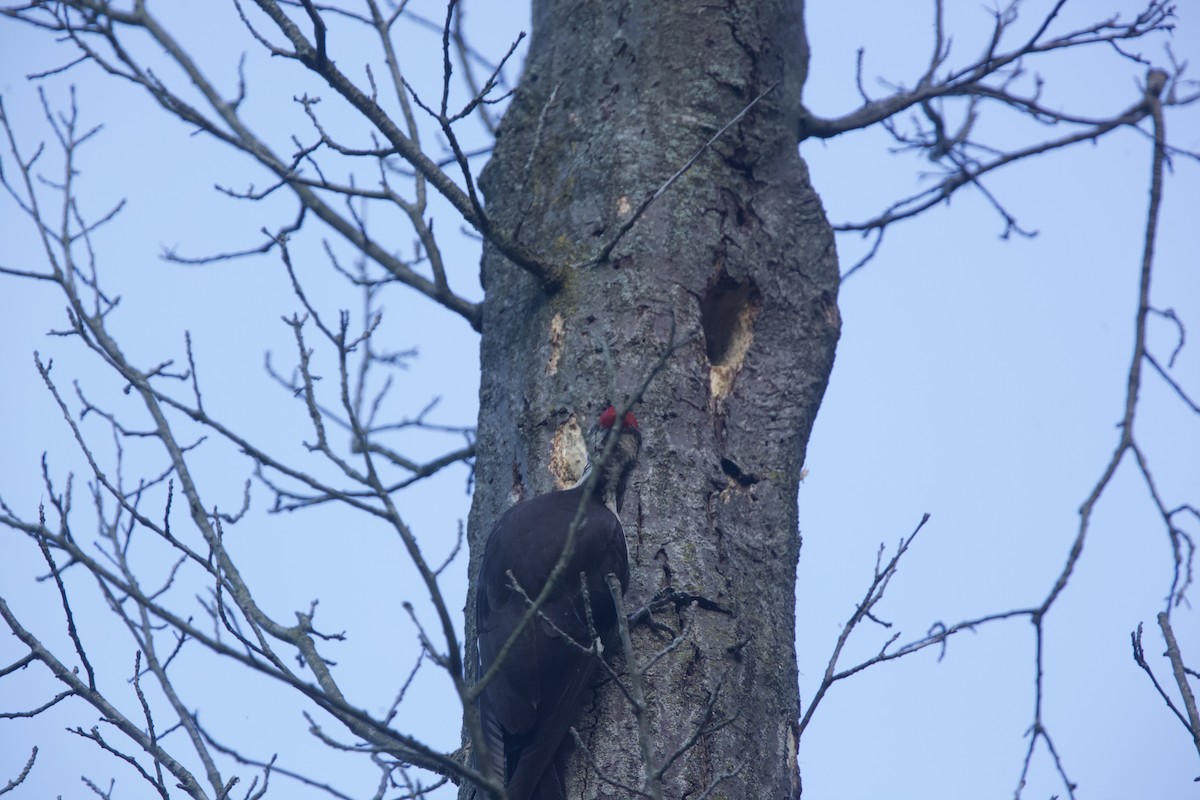 Pileated Woodpecker - ML621013998