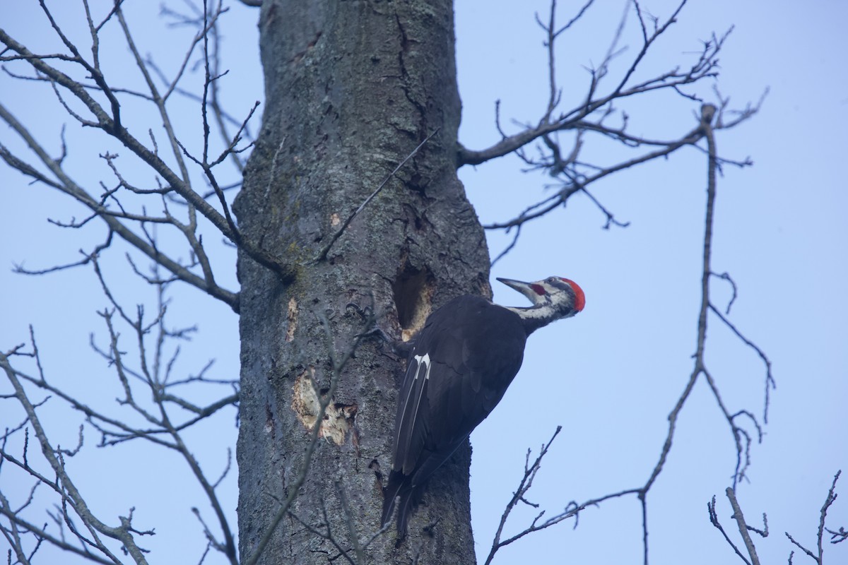 Pileated Woodpecker - ML621014000