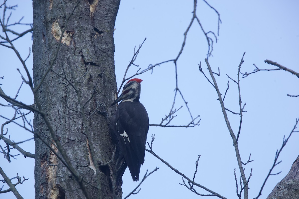 Pileated Woodpecker - ML621014003