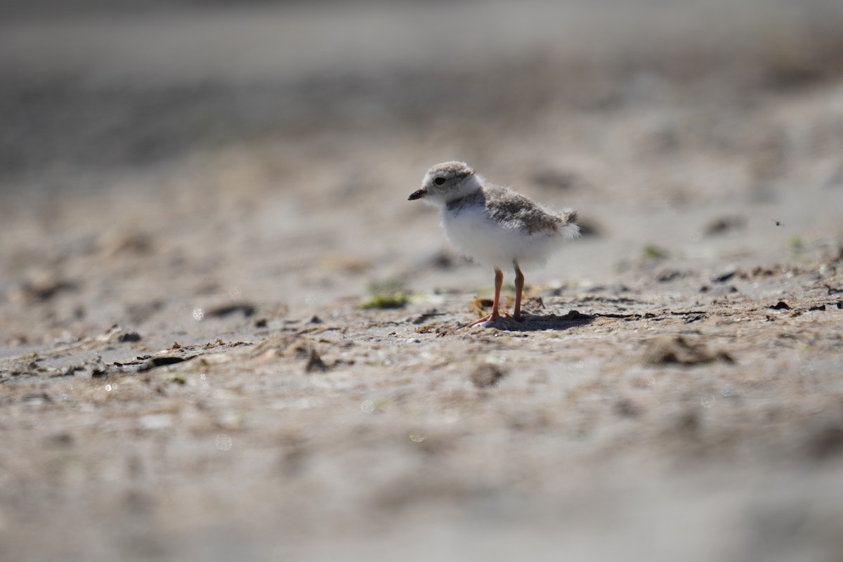 Piping Plover - ML621014021