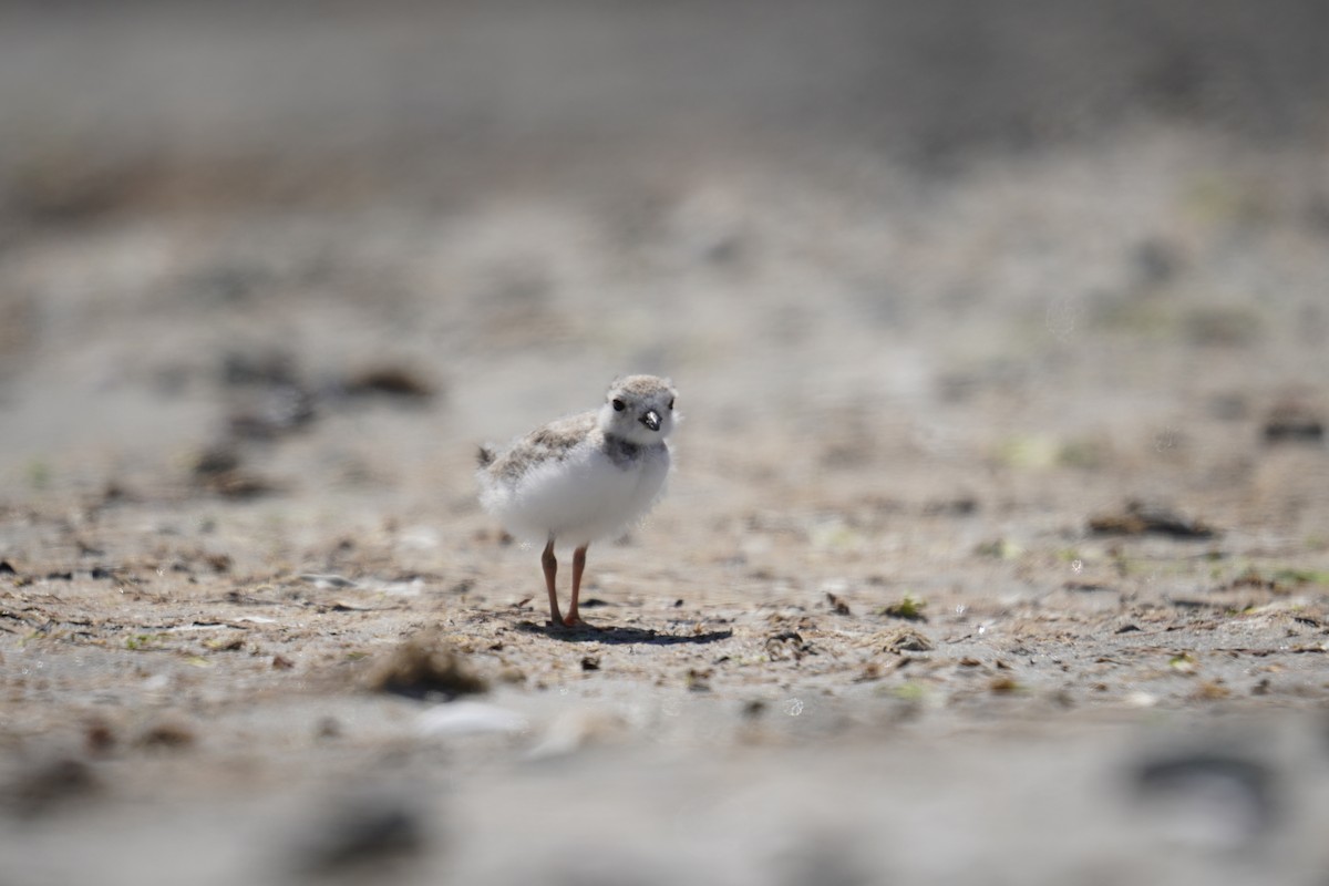 Piping Plover - ML621014025