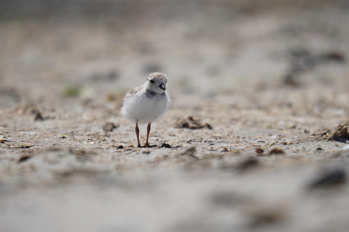Piping Plover - ML621014045