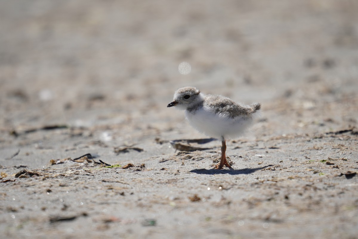 Piping Plover - ML621014048