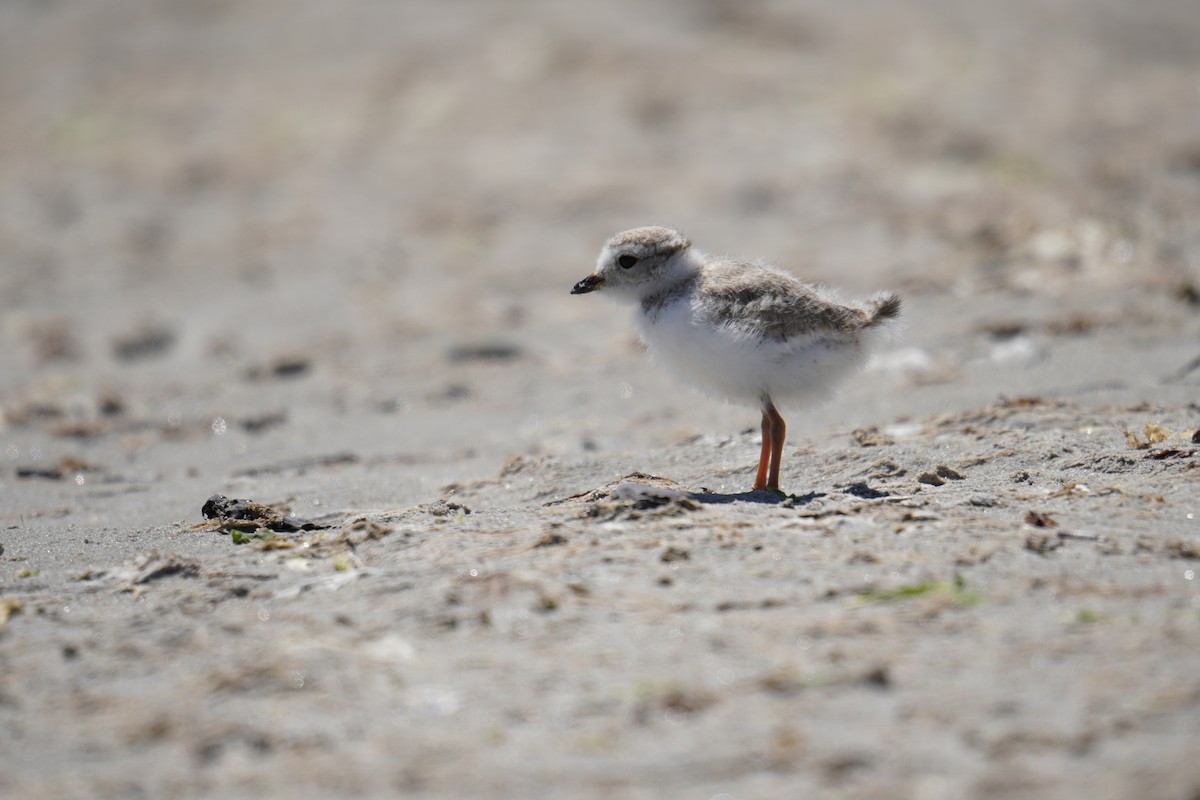 Piping Plover - ML621014054