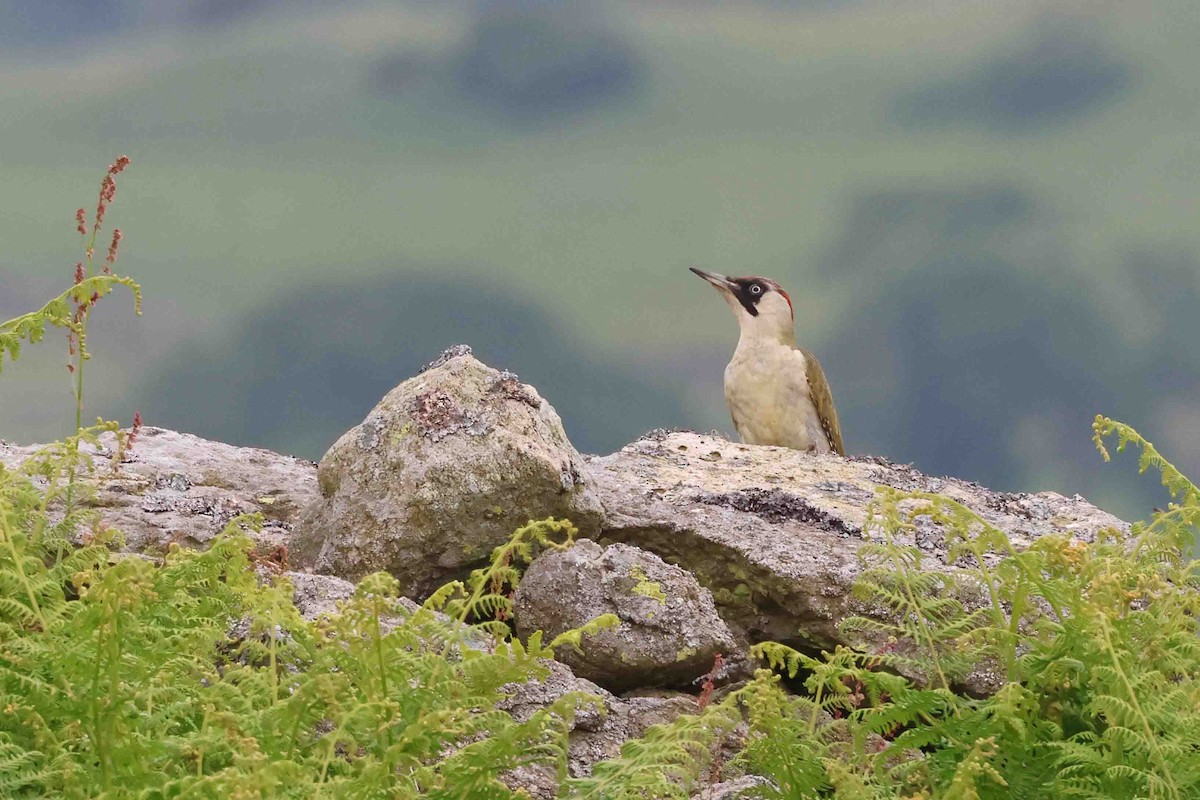 Eurasian Green Woodpecker (Eurasian) - ML621014057