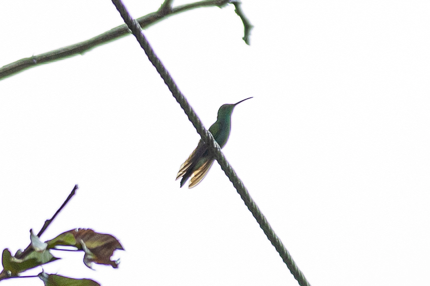 kolibřík bělořitý - ML621014058