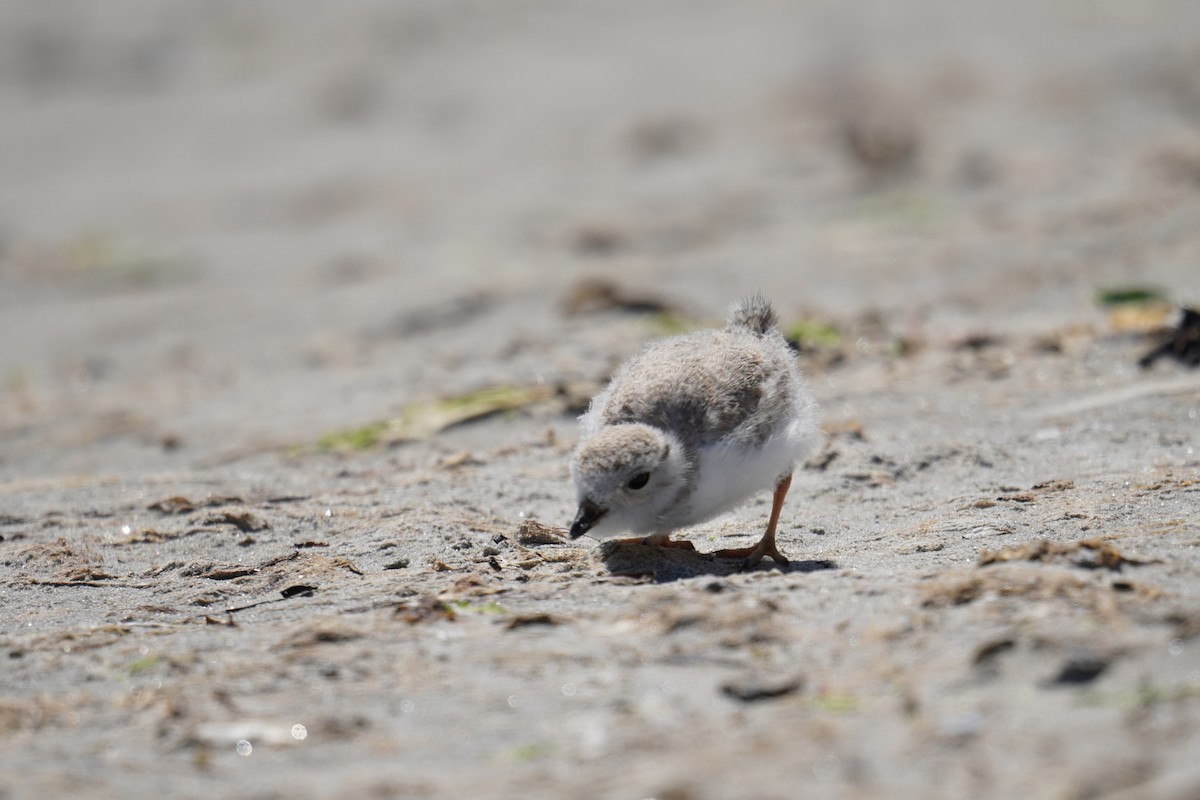 Piping Plover - ML621014062