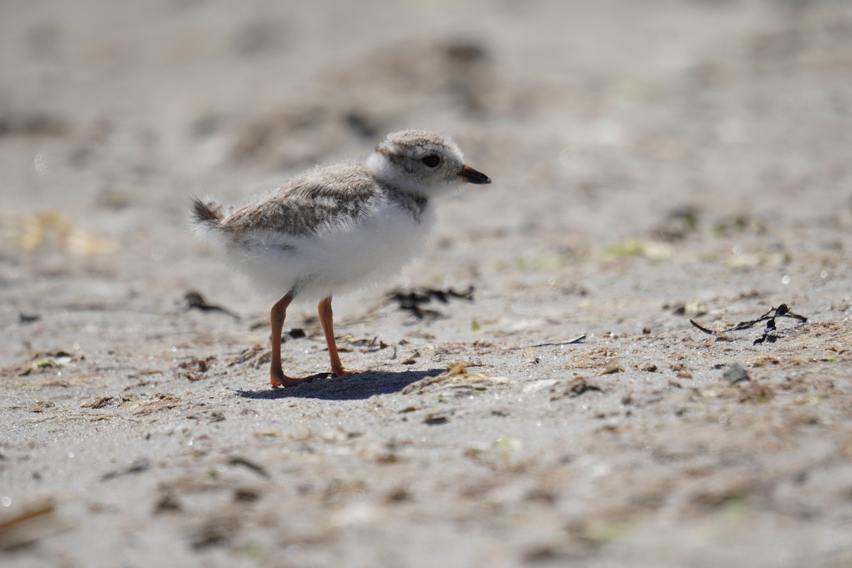 Piping Plover - ML621014067