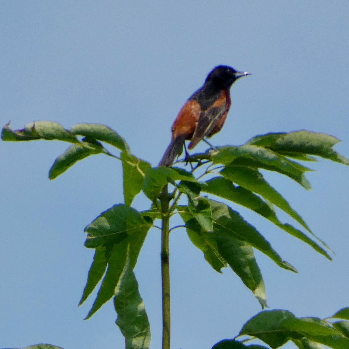 Orchard Oriole - ML621014163