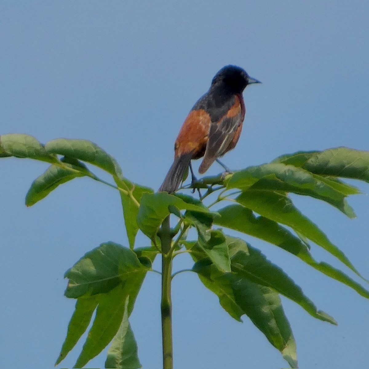 Orchard Oriole - ML621014164