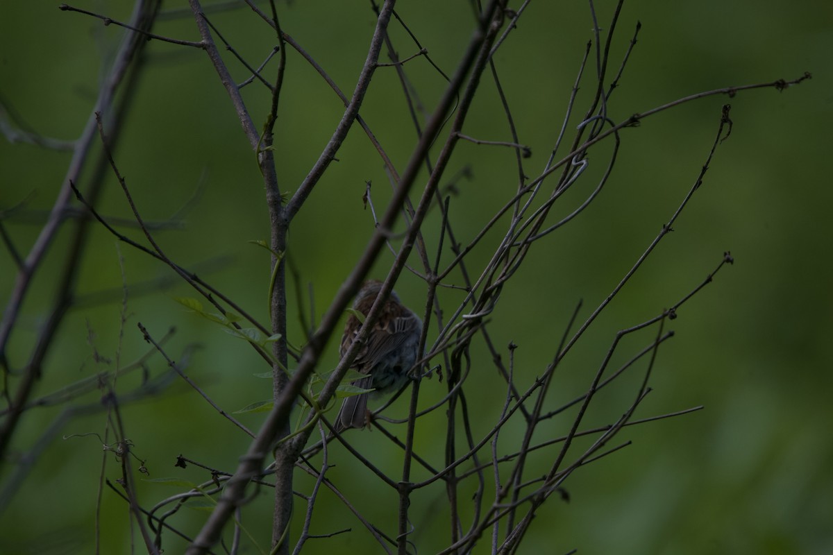 Field Sparrow - ML621014180
