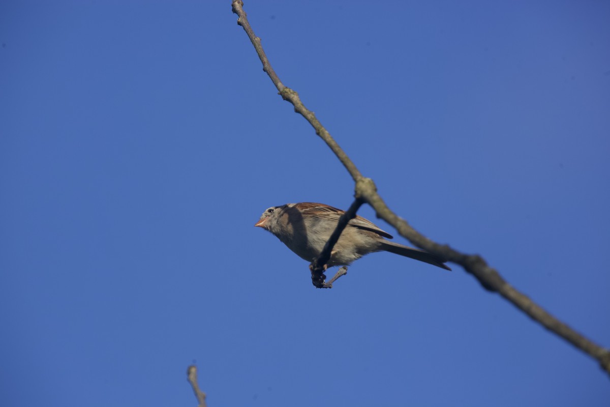 Field Sparrow - ML621014183