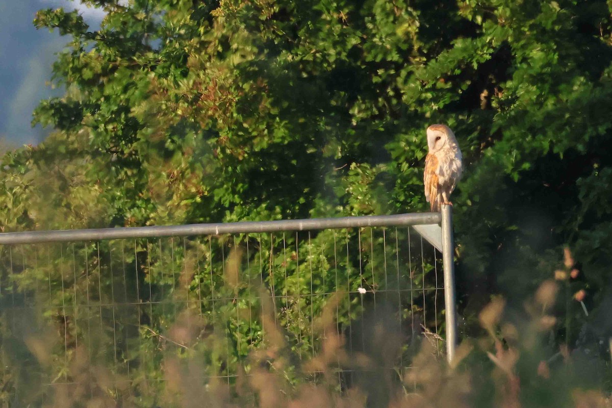 Barn Owl (Eurasian) - ML621014186