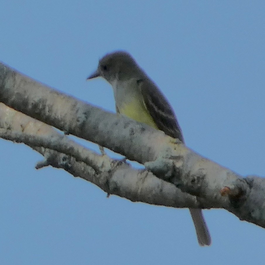 Great Crested Flycatcher - ML621014200
