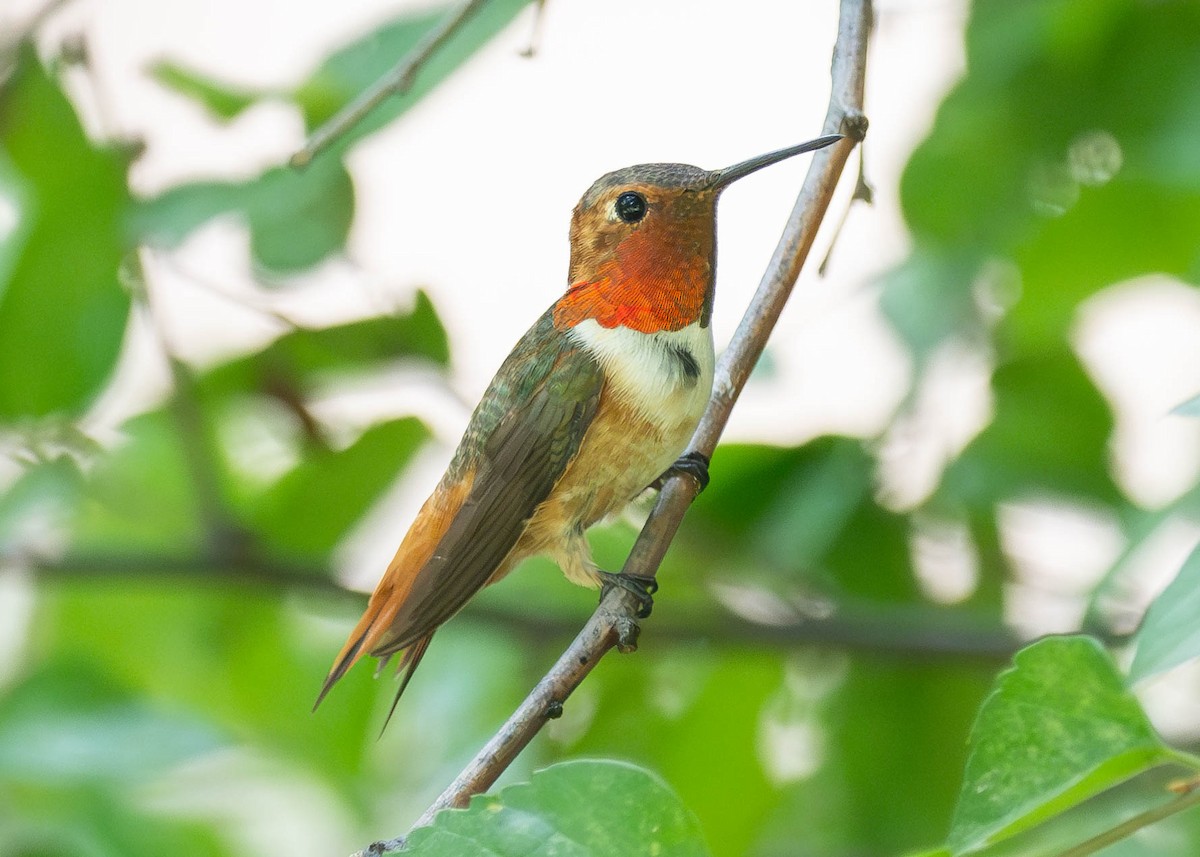 Allen's Hummingbird - Patrick Van Thull