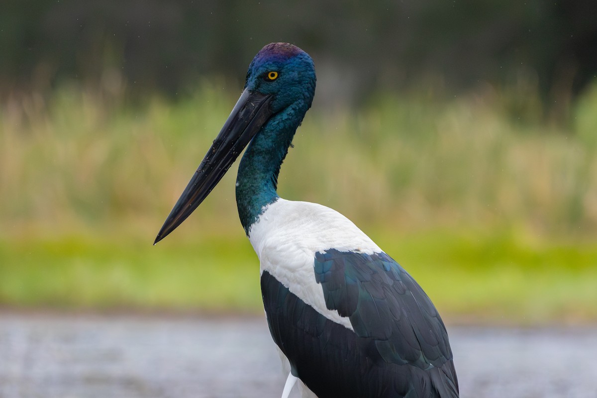 Black-necked Stork - ML621014243
