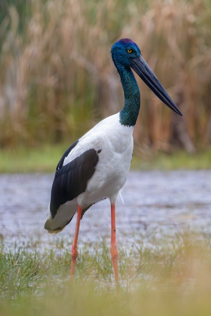 Black-necked Stork - ML621014244