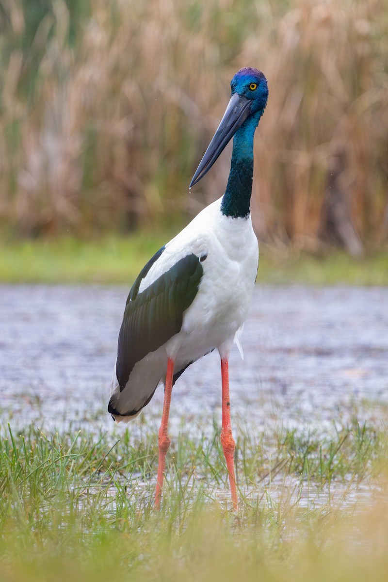 Black-necked Stork - ML621014245