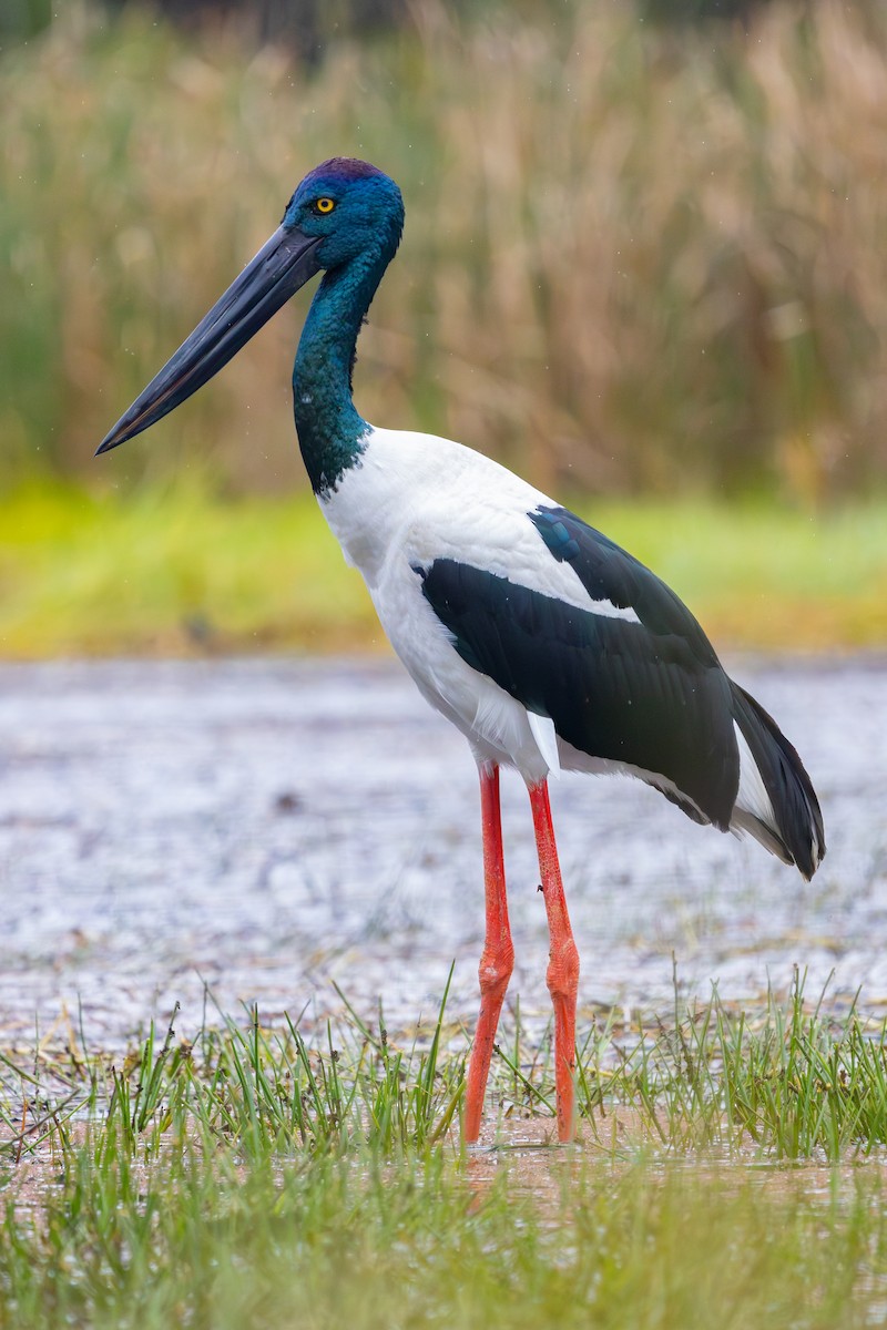 Black-necked Stork - ML621014246