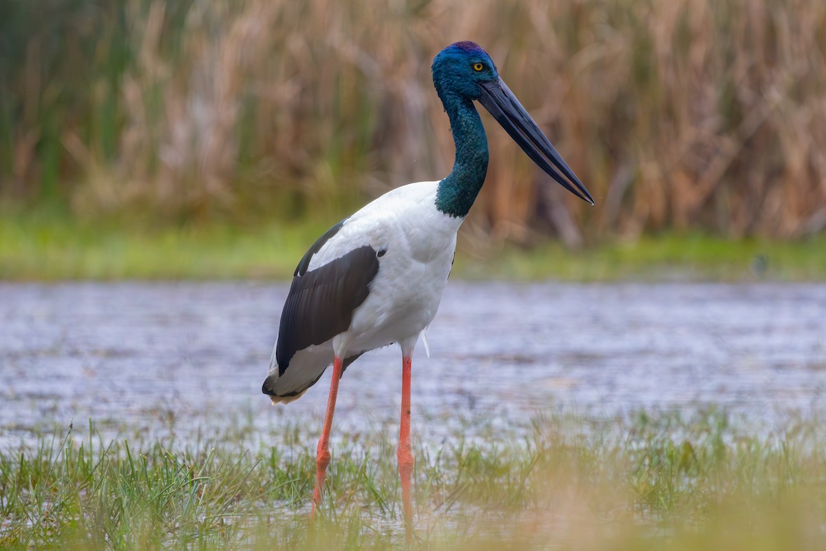 Black-necked Stork - ML621014247