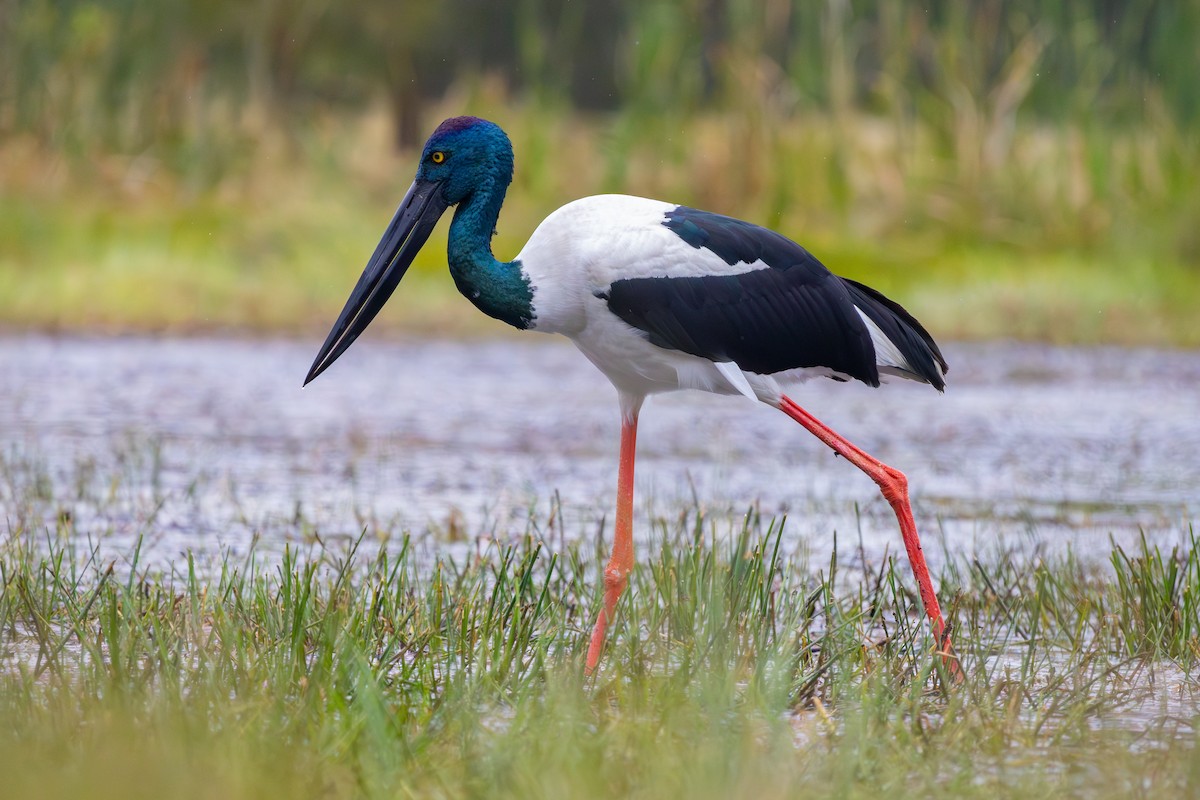Black-necked Stork - ML621014248