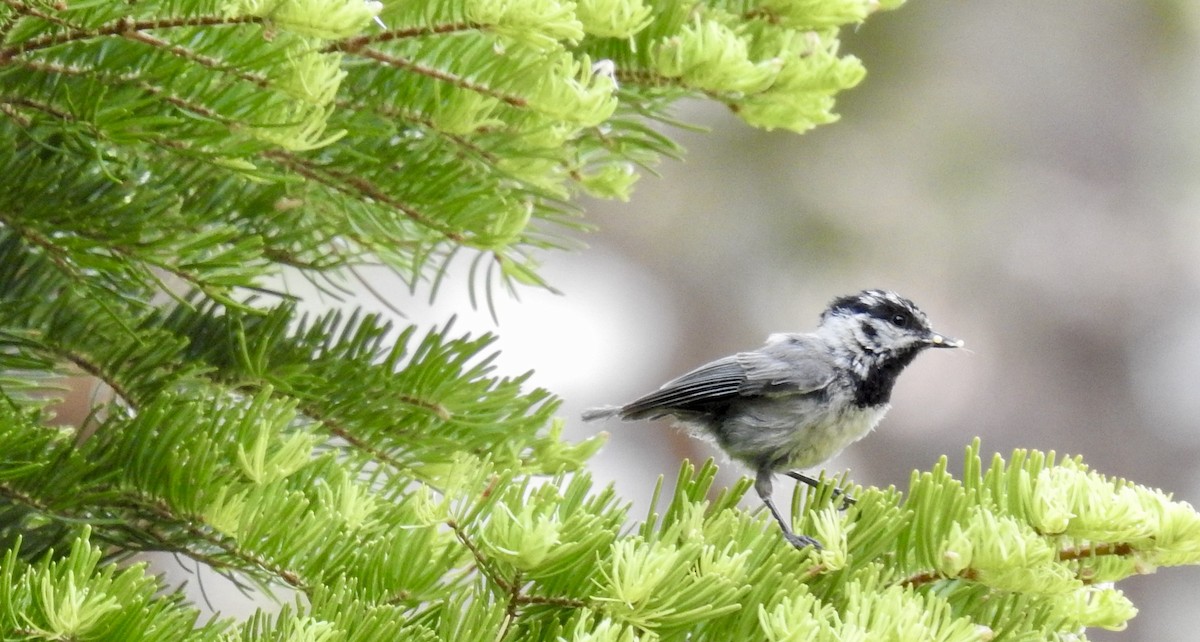 Mountain Chickadee - ML621014255