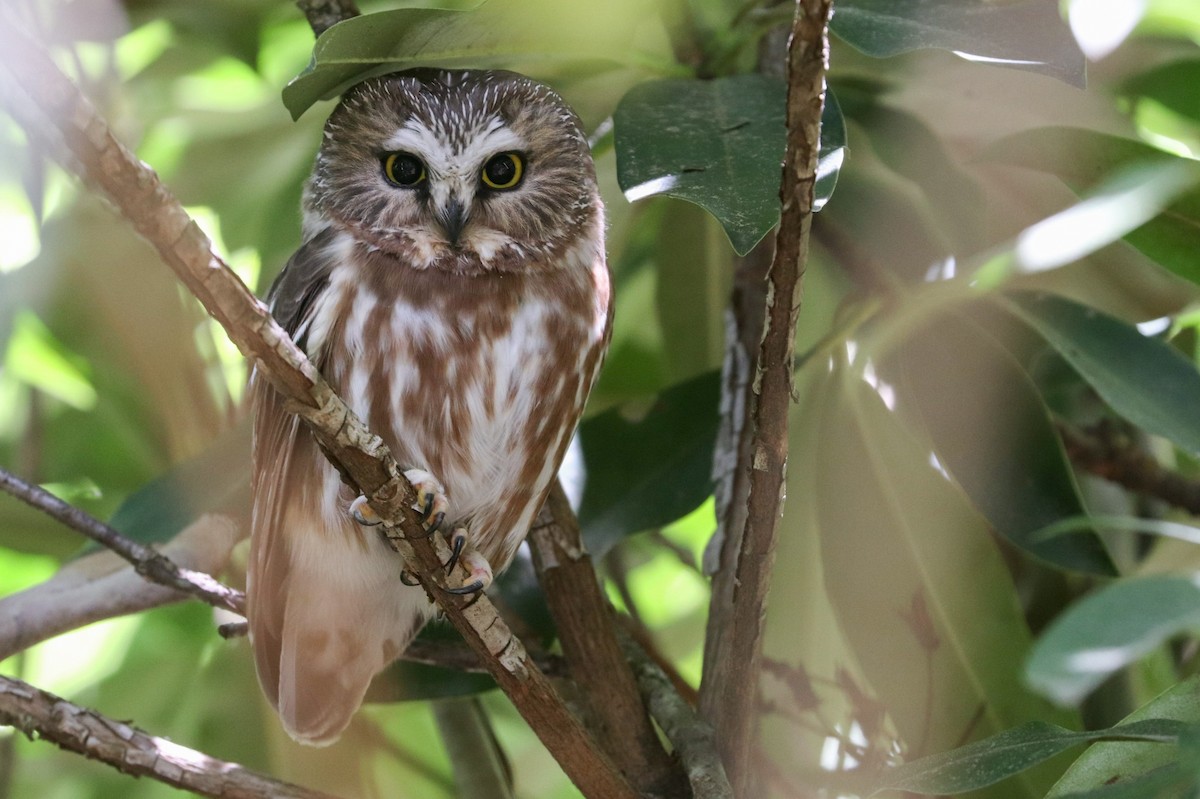 Northern Saw-whet Owl - Martina Nordstrand