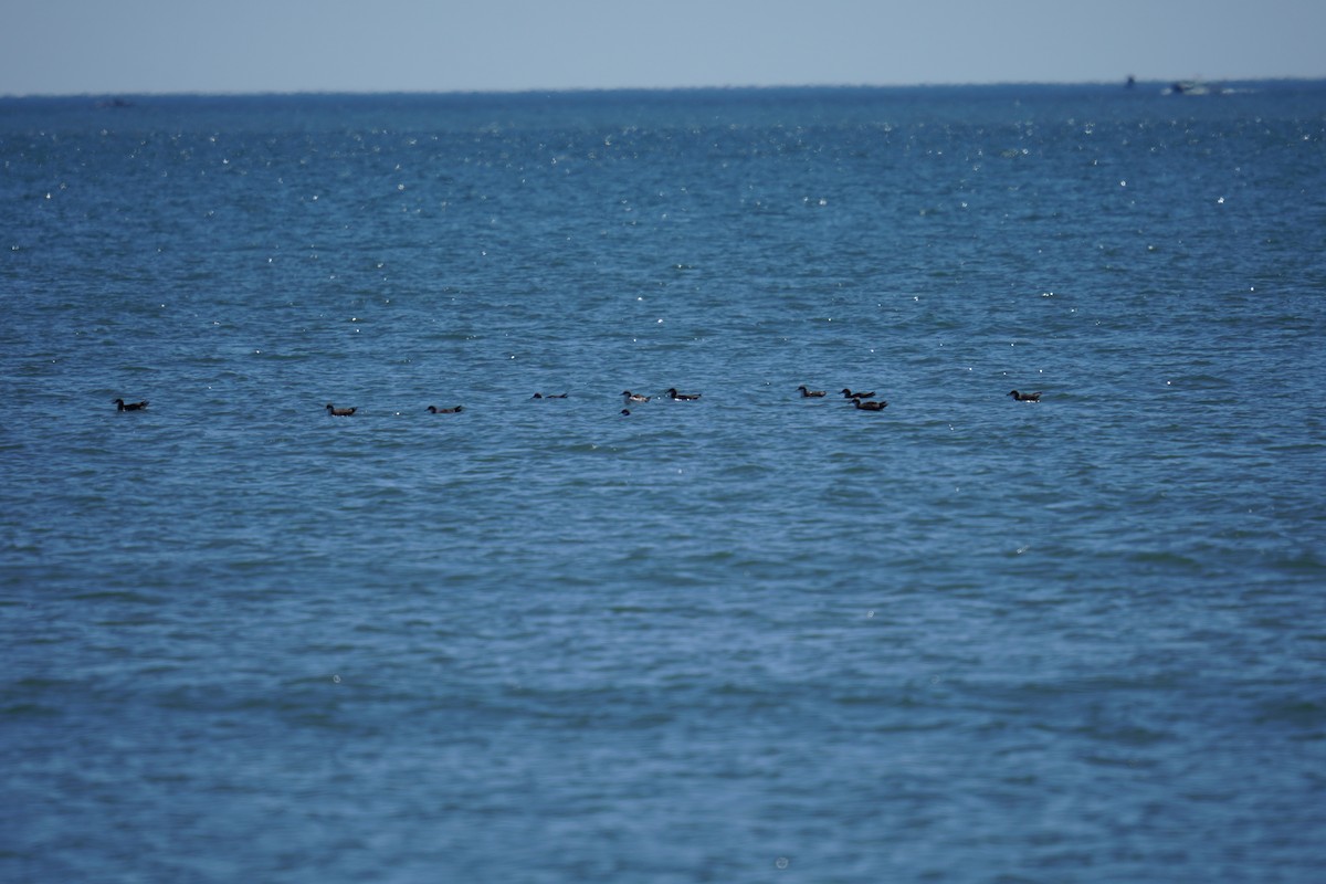 Manx Shearwater - ML621014268