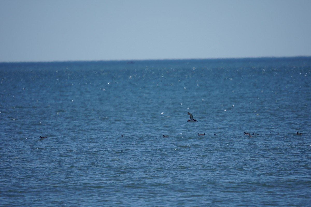 Manx Shearwater - ML621014290