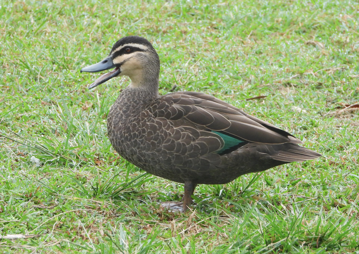 Pacific Black Duck - Alfred McLachlan-Karr