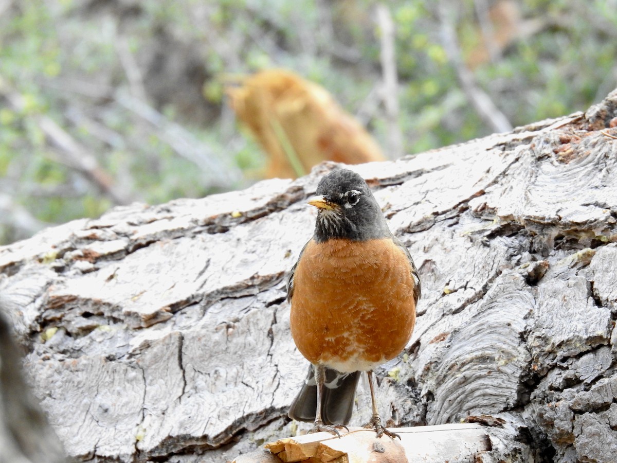 American Robin - ML621014312