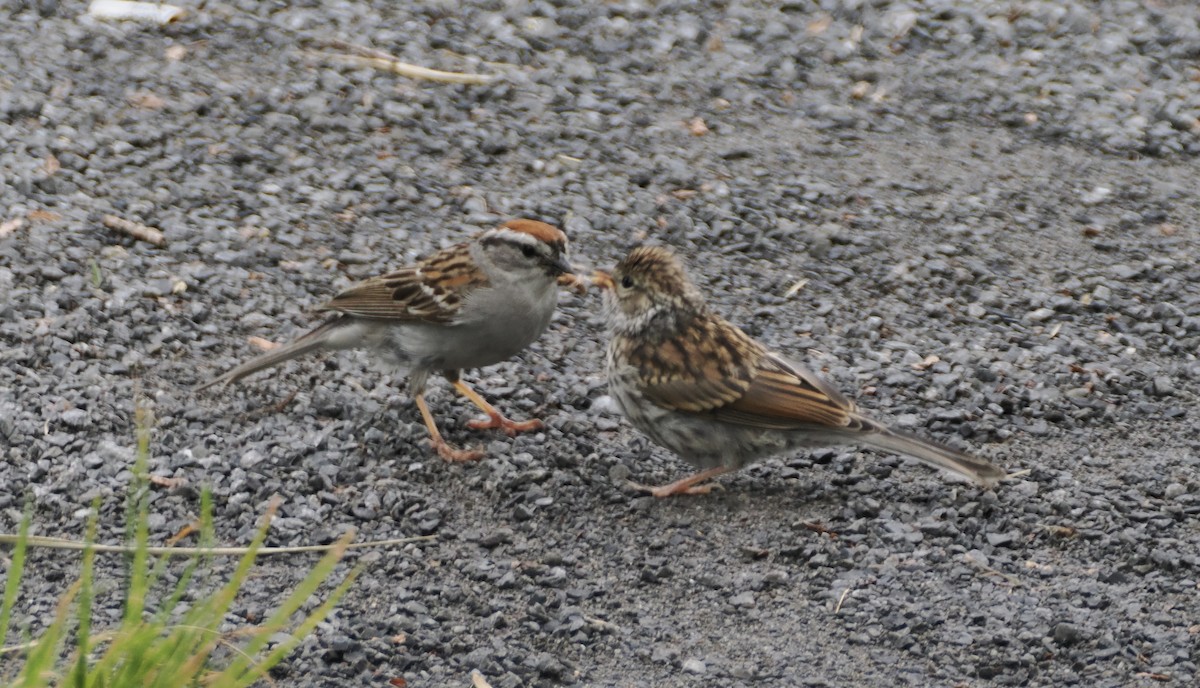 Chipping Sparrow - ML621014319