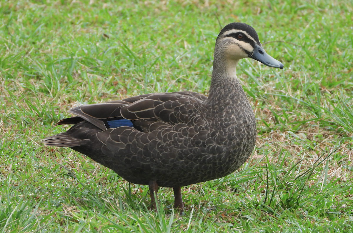 Pacific Black Duck - ML621014321