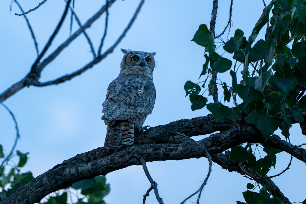 Great Horned Owl - ML621014322