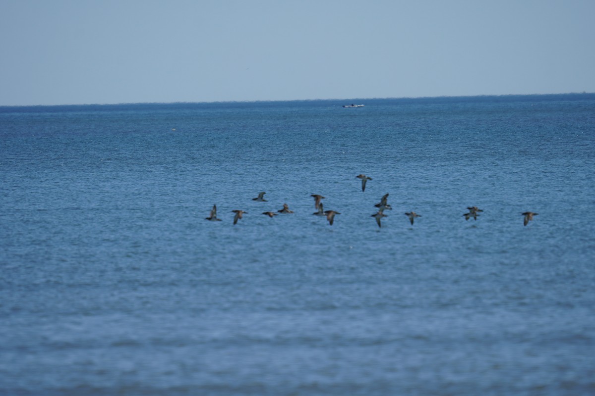 Manx Shearwater - ML621014346