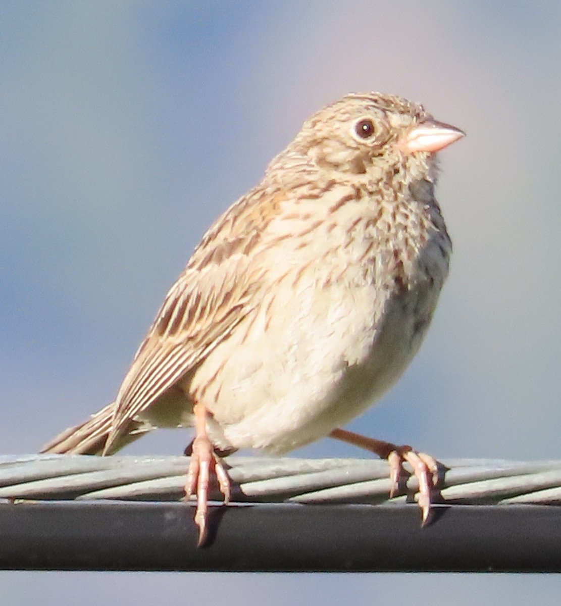 Vesper Sparrow - ML621014371