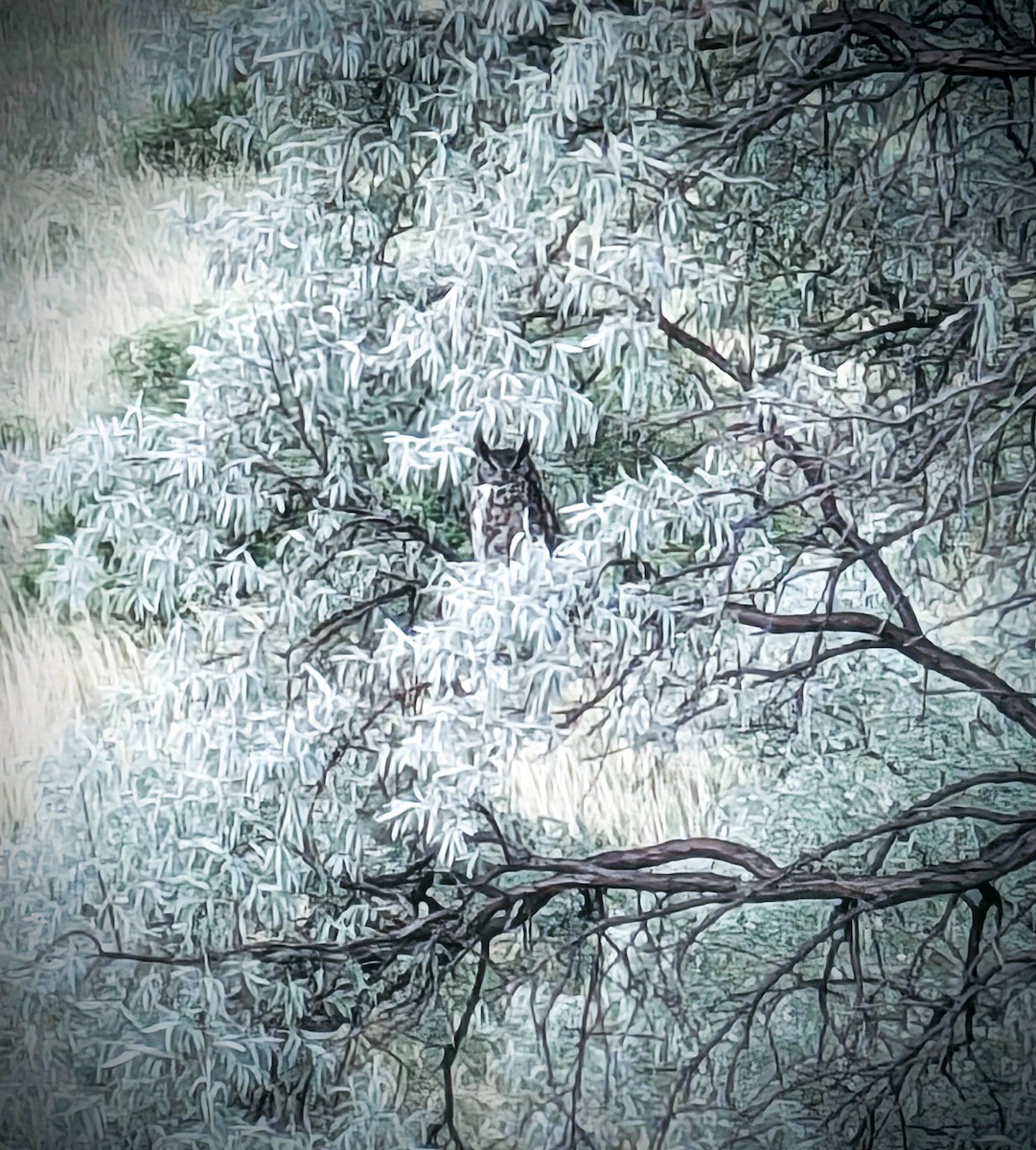 Great Horned Owl - ML621014377
