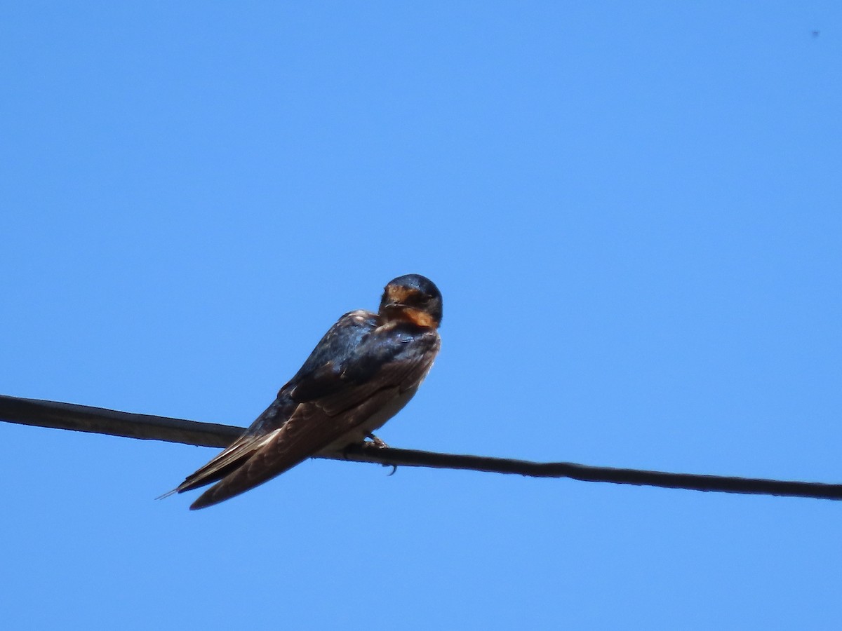 Barn Swallow - ML621014383