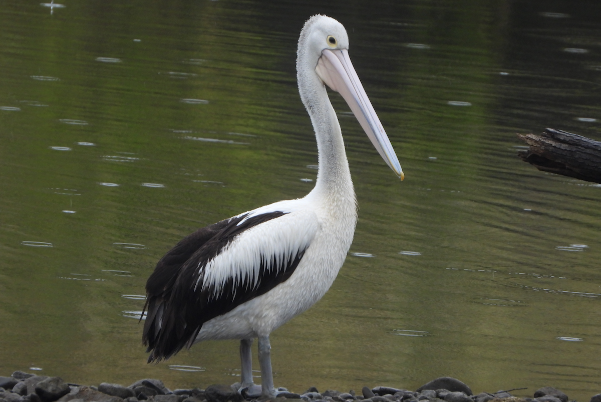 pelikán australský - ML621014384