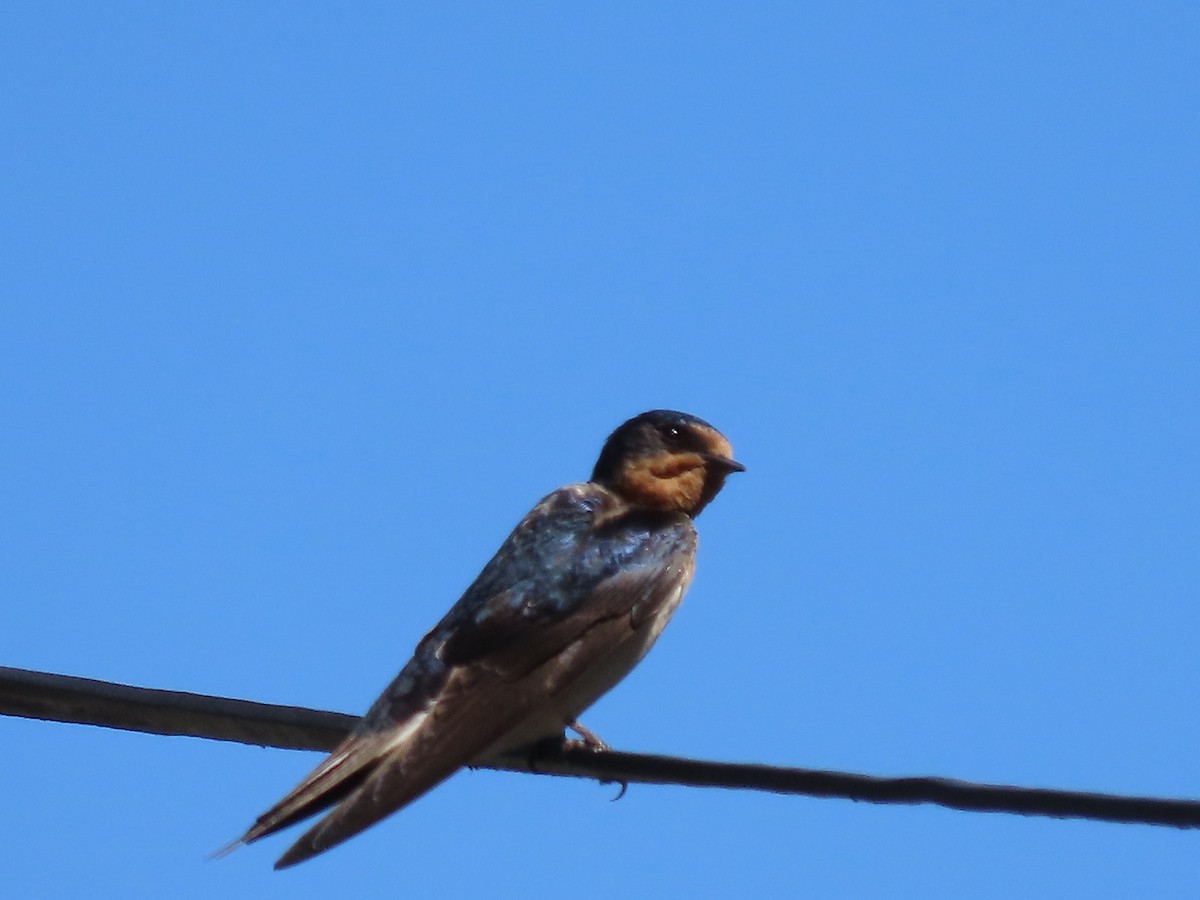 Barn Swallow - ML621014386