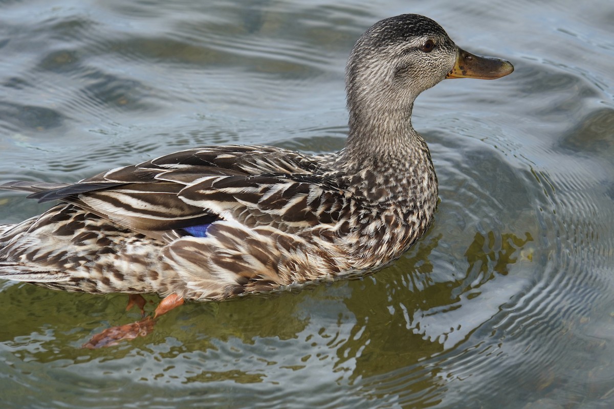 Canard colvert - ML621014404