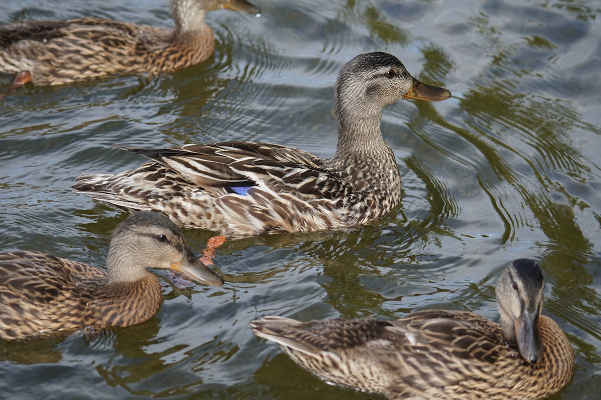 Canard colvert - ML621014407