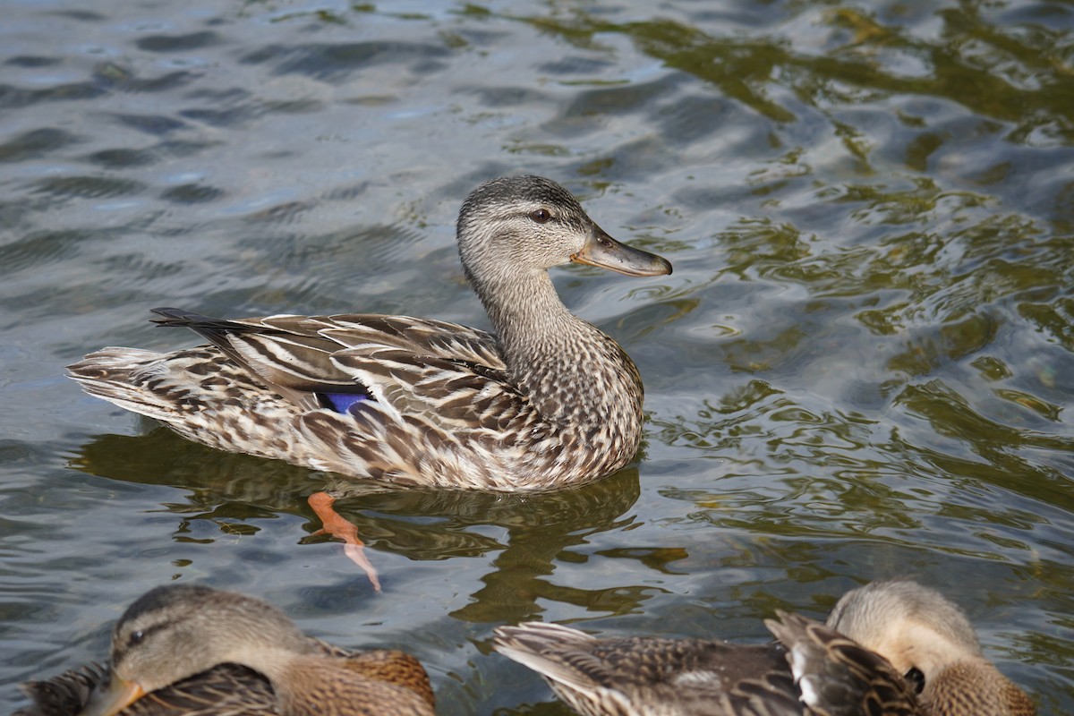 Canard colvert - ML621014416