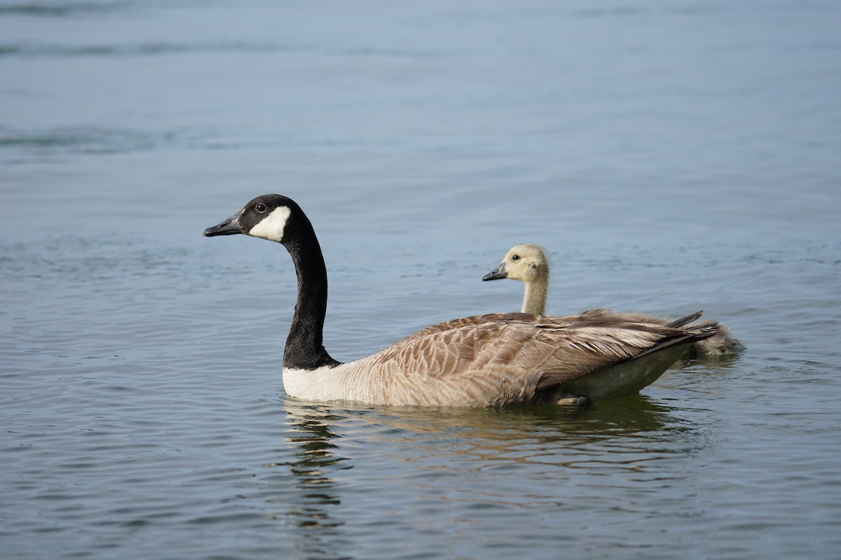 Canada Goose - ML621014423