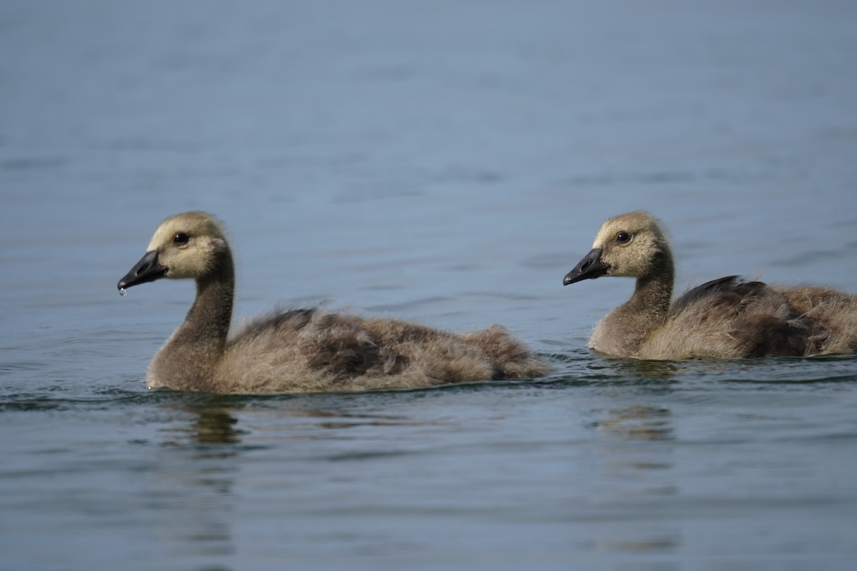 Canada Goose - ML621014430